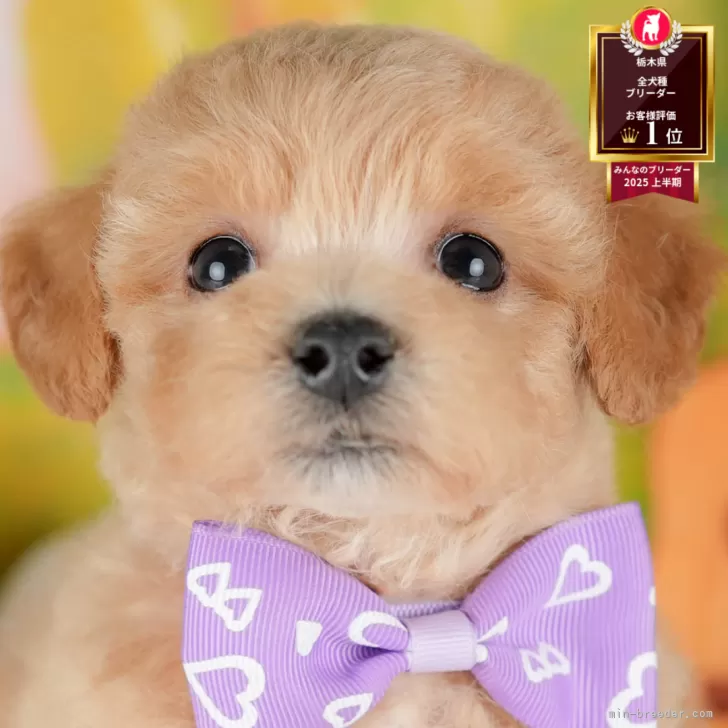 ID：2507-04611の子犬