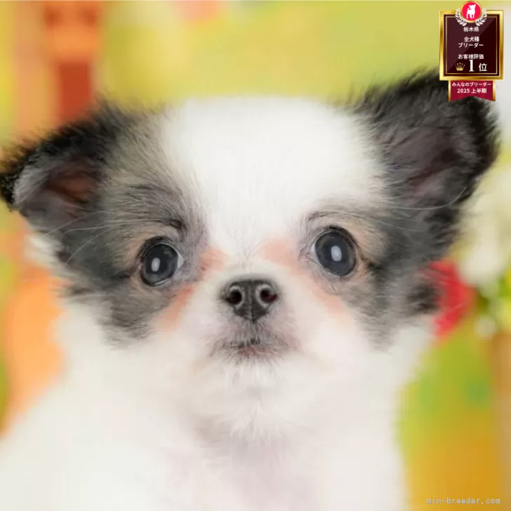 ID：2508-05749の子犬