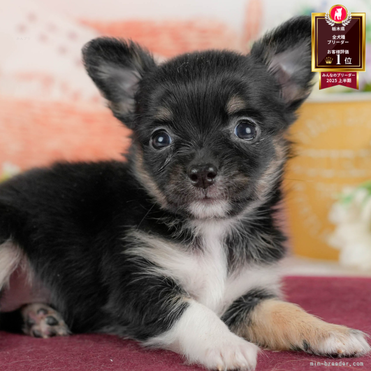 ブリーダー画像