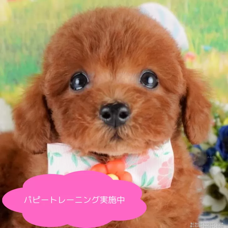 ID:2504-00275の子犬
