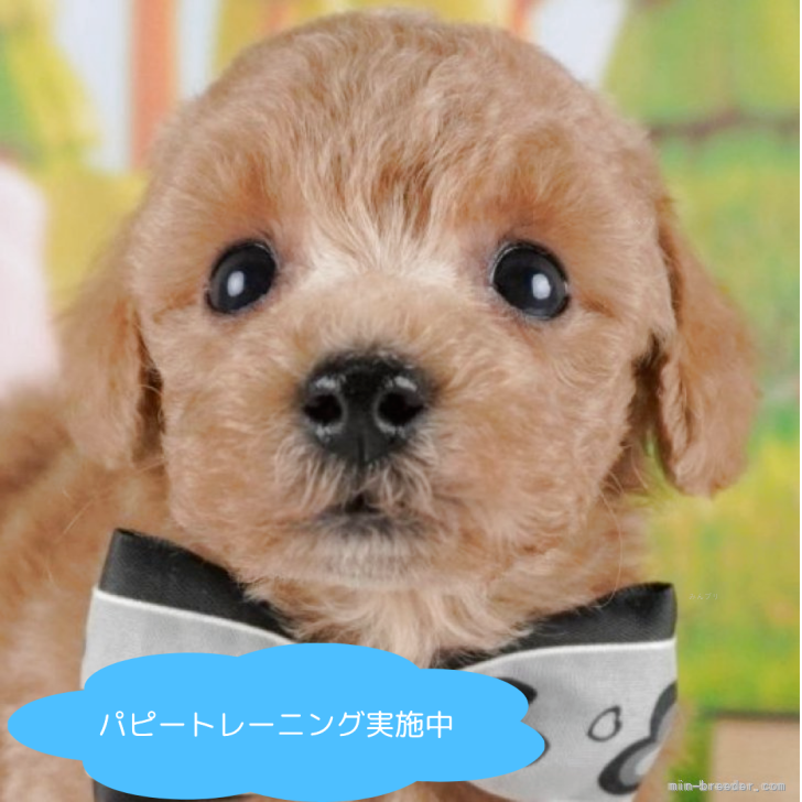 ブリーダー画像
