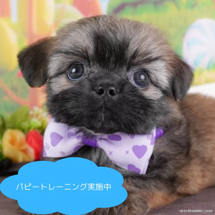 ID:2412-04616の子犬