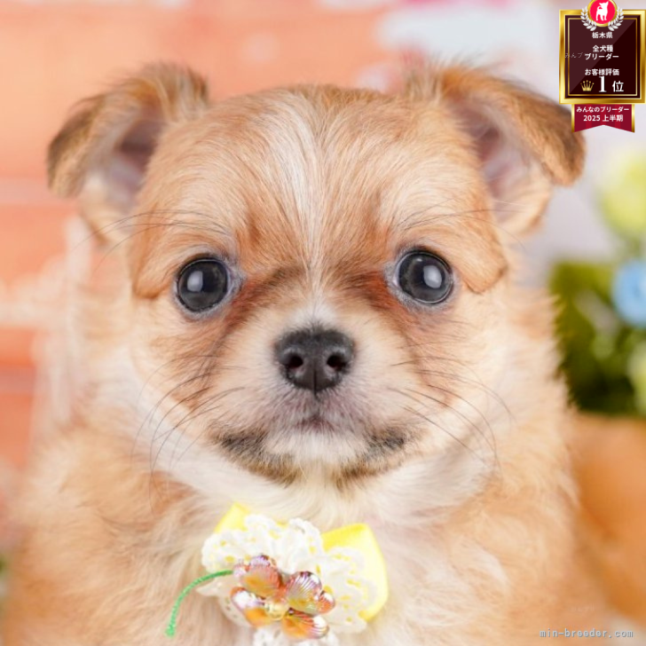 ブリーダー画像