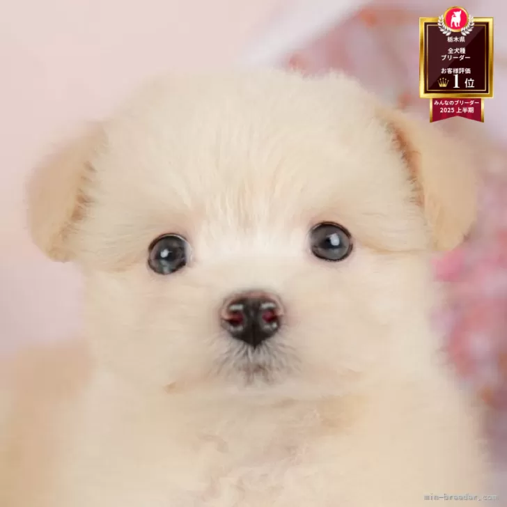 ID：2510-06021の子犬