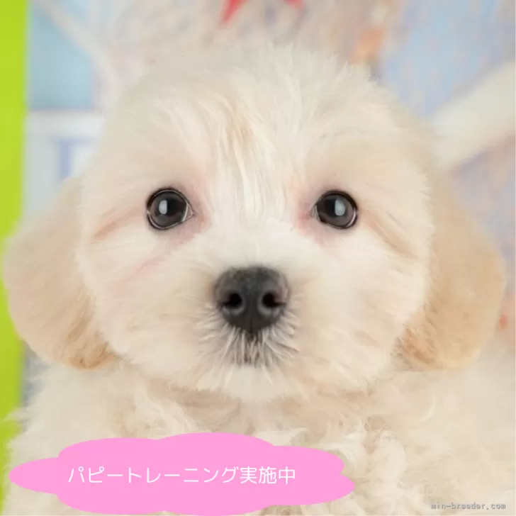 みさ 様のお迎えした子犬