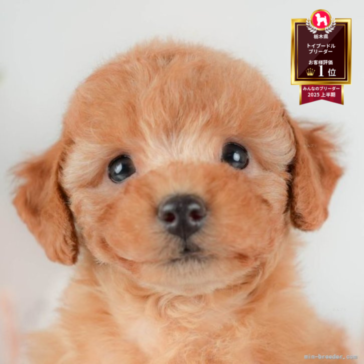 ブリーダー画像