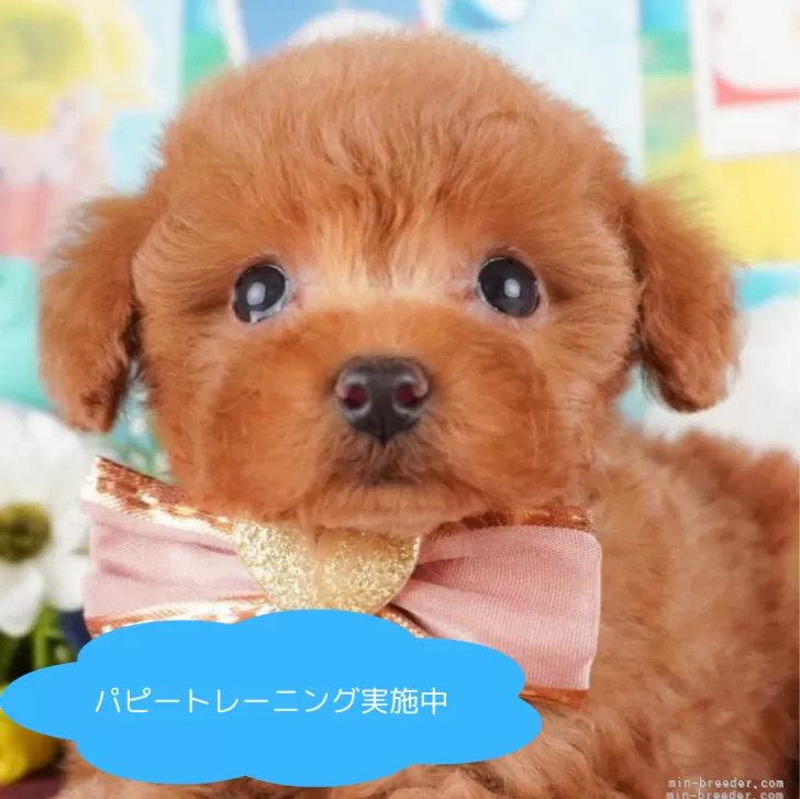 ID:2503-07043の子犬