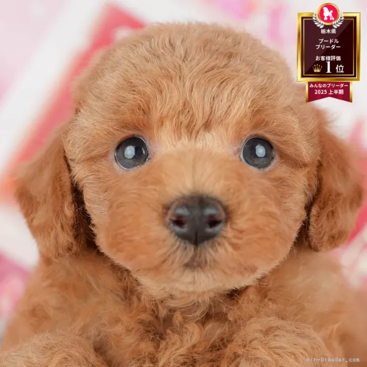スケ 様のお迎えした子犬