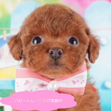 トイプードル(トイ)【栃木県・女の子・2024年12月3日・レッド】の写真「【総額表示】おっとりさんです☘️」