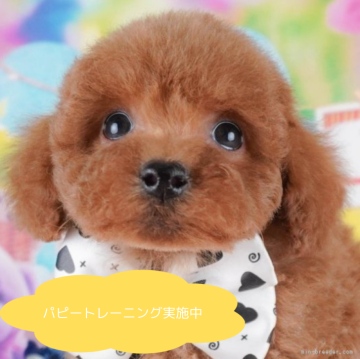 トイプードル(トイ)【栃木県・男の子・2024年11月17日・レッド】の写真「総額表示！人が大好き💕」