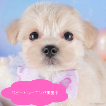 マルプー(マルチーズ×トイプードル)【栃木県・女の子・2025年2月4日・クリーム】の写真「総額表示！おっとりマイペース💕」