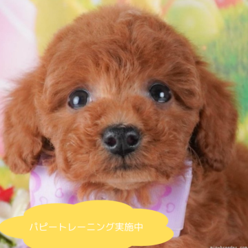 トイプードル(トイ)【栃木県・男の子・2024年11月8日・レッド】の写真「総額表示！やんちゃくん💕」
