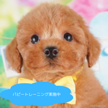 トイプードル(トイ)【栃木県・男の子・2025年1月13日・レッド】の写真「総額表示！甘えん坊さん💞」