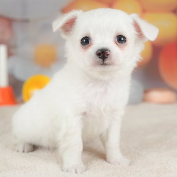 チワワ(ロング)【栃木県・男の子・2025年11月4日・ホワイト】の写真「🎅こいぬの見学会12月27日(土)開催🐾🎅」