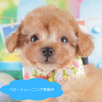 トイプードル(タイニー)【栃木県・男の子・2024年12月26日・レッド】の写真「総額表示！あそぶのだいすき！！！⚽️」