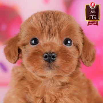 マルプープー(トイプードル×マルプー)【栃木県・男の子・2025年10月7日・レッド】の写真「《子犬の見学会》12月14日(日)開催🐶📣」