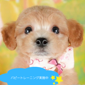 ビションプー(ビションフリーゼ×トイプードル)【栃木県・男の子・2025年5月1日・アプリコット】の写真「子犬の見学会、7月6日(日)の限定開催が決定！」