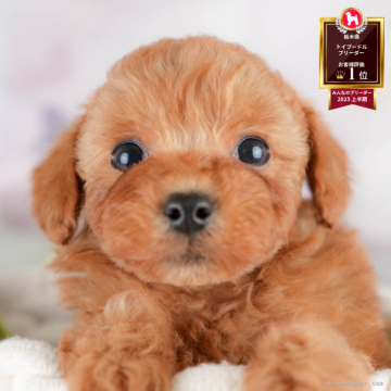 トイプードル(トイ)【栃木県・男の子・2025年9月23日・レッド】の写真「🐶11/23(日)見学会開催🐶」