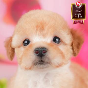 トイプードル(トイ)【栃木県・女の子・2025年9月29日・アプリコット】の写真「🐶11/23(日)見学会開催🐶」