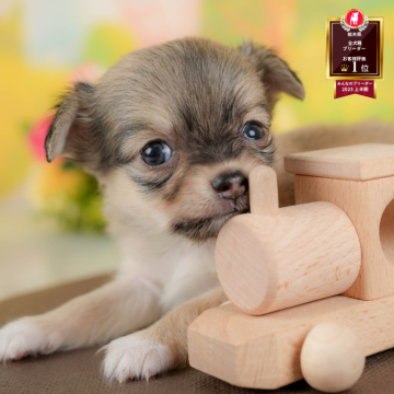 チワワ(ロング)【栃木県・女の子・2025年9月14日・フォーン】の写真「🐶11/23(日)見学会開催🐶」