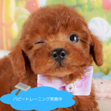 トイプードル(トイ)【栃木県・男の子・2025年2月1日・レッド】の写真「総額表示！のんびり屋さんで甘えん坊💓」