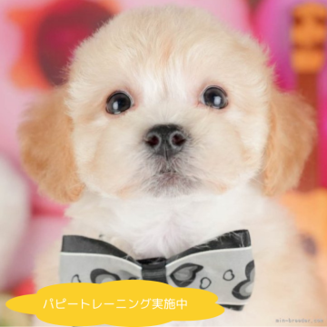 ミックス(ビションフリーゼ×トイプードル)【栃木県・男の子・2025年5月1日・アプリコット】の写真「総額表示！走ることが大好き🐾」