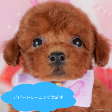 トイプードル(トイ)【栃木県・男の子・2025年4月14日・レッド】の写真「総額表示！マイペースくん💕」