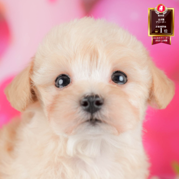 マルプープー(トイプードル×マルプー)【栃木県・男の子・2025年10月7日・アプリコット】の写真「《子犬の見学会》12月14日(日)開催🐶📣」