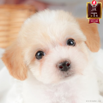 ビションプー(ビションフリーゼ×トイプードル)【栃木県・女の子・2025年8月31日・クリーム&ホワイト】の写真「⛄《子犬の見学会》12月14日(日)開催🐶📣」