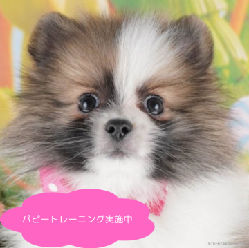 ポメラニアン【栃木県・女の子・2025年1月25日・パーティ】の写真「総額表示！マイペースさん🍀」