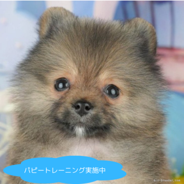 ポメラニアン【栃木県・男の子・2025年4月12日・オレンジセーブル】の写真「総額表示！撫でられるの大好き💞」