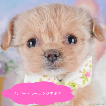 チワプー(チワワ×トイプードル)【栃木県・女の子・2025年3月7日・アプリコット】の写真「総額表示！まん丸な体と愛らしい動きで心が和みます🐶」