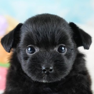 ポメプー(ポメラニアン×トイプードル)【栃木県・男の子・2025年10月6日・ブラック&ホワイト】の写真「《子犬の見学会》12月14日(日)開催🐶📣」