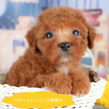 トイプードル(トイ)【栃木県・男の子・2025年4月7日・レッド】の写真「総額表示！人も犬もおもちゃも大好き💞」