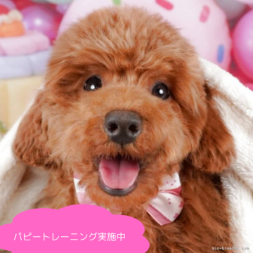 トイプードル(トイ)【栃木県・女の子・2024年10月4日・レッド】の写真「総額表示！抱っこ大好き甘えん坊❤️」