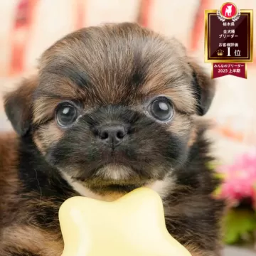 オーダー受付　ポメ、チワワ、シーズー柴犬　シュナ、他　ご予約ページ　5/27 ミックス(チワワ×シーズー)【神奈川県・女の子・2025年1月30日