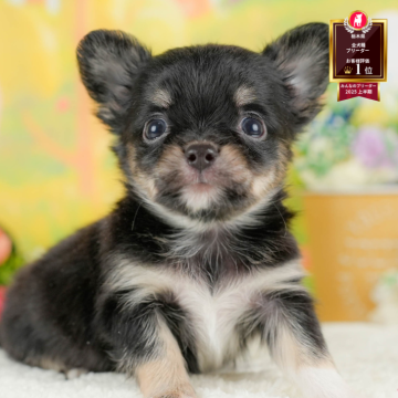 チワワ(ロング)【栃木県・男の子・2025年9月14日・ブラックタン&ホワイト】の写真「🐶11/23(日)見学会開催🐶」