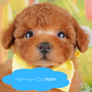 トイプードル(トイ)【栃木県・男の子・2025年3月24日・レッド】の写真「総額表示！まん丸な体と愛らしい動きで心が和みます🐶」