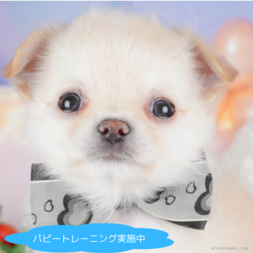 チワワ(ロング)【栃木県・男の子・2025年4月12日・クリーム&ホワイト】の写真「✨ご好評につき6/21(土)も子犬見学会を開催！」