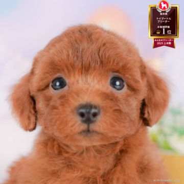 トイプードル(トイ)【栃木県・男の子・2025年8月8日・レッド】の写真「ブリーダー評価栃木1位🥇11/9(日)見学会開催」