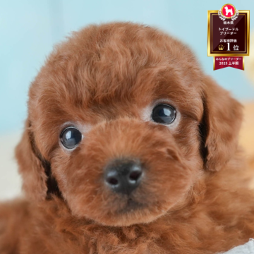 トイプードル(トイ)【栃木県・男の子・2025年7月27日・レッド】の写真「🐶11/23(日)見学会開催🐶」