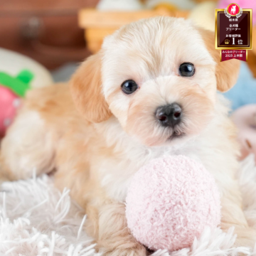 マルプー(マルチーズ×トイプードル)【栃木県・男の子・2025年9月29日・アプリコット】の写真「《子犬の見学会》12月14日(日)開催🐶📣」