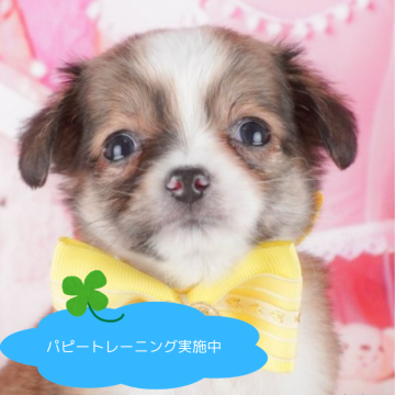 チワワ(ロング)【栃木県・男の子・2025年1月11日・フォーンホワイト】の写真「総額表示！抱っこされるのが大好き💕」