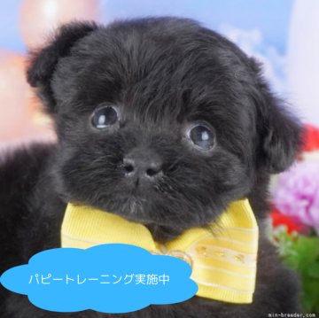 ポメプー(ポメラニアン×トイプードル)【栃木県・男の子・2024年12月27日・ブラック】の写真「総額表示！人懐っこい仔です💞」