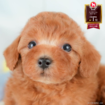 トイプードル(トイ)【栃木県・女の子・2025年9月23日・レッド】の写真「🐶11/23(日)見学会開催🐶」