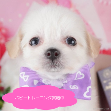 チワプー(チワワ×トイプードル)【栃木県・女の子・2025年3月1日・クリーム】の写真「総額表示！優しい女の子💞」