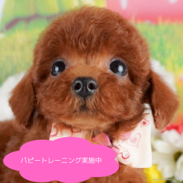 トイプードル(トイ)【栃木県・女の子・2025年2月1日・レッド】の写真「総額表示！遊ぶのが大好きな子です☆」