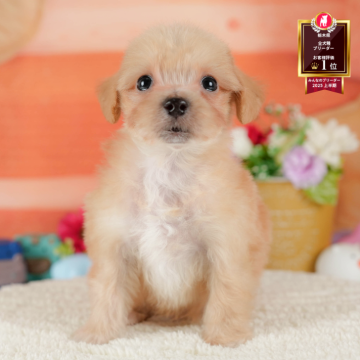 マルプー(マルチーズ×トイプードル)【栃木県・男の子・2025年7月6日・アプリコット】の写真「《子犬の見学会》12月14日(日)開催🐶📣」