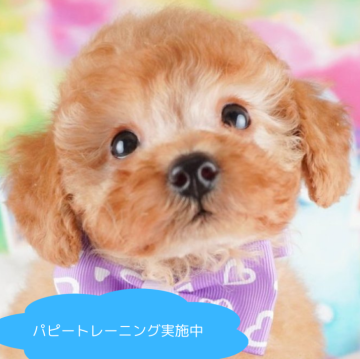トイプードル(トイ)【栃木県・男の子・2025年1月13日・アプリコット】の写真「総額表示！あそぶのだいすき💕🐶」