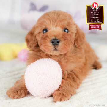 トイプードル(トイ)【栃木県・男の子・2025年9月23日・レッド】の写真「🐶11/23(日)見学会開催🐶」